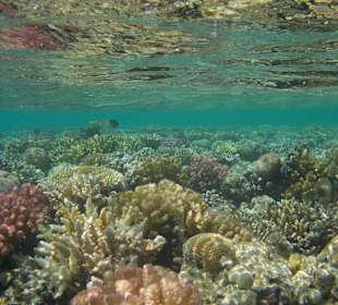 Schnorcheln Makadi Bay