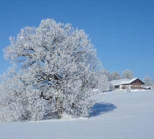 Baum im Winter