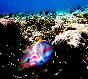 Hausriff Hotel Hyatt Regency Sharm el Sheikh