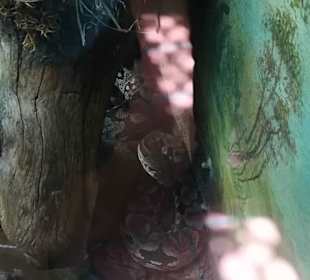 Happ Reptilien Zoo