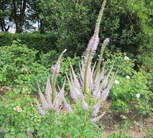 Rosengarten Zweibrücken