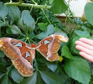 Schmetterlingsfarm Uslar