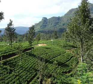 Teeplantage im Hochland