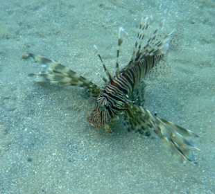 Rotfeuerfisch