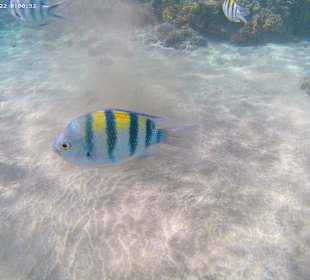 Schnorcheln Hurghada