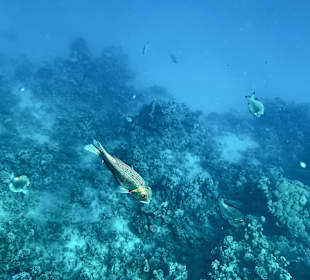 Schnorcheln Marsa Alam