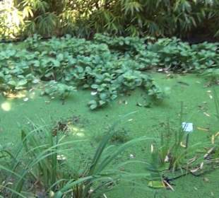 Botanischer Garten