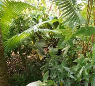 Botanischer Garten 