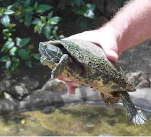 Gerettet durch Robert