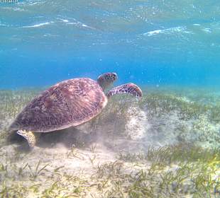Schnorcheln Marsa Alam