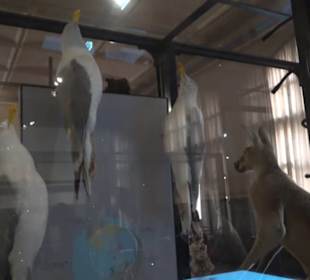 Museum für Naturkunde