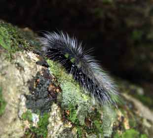 Schon wieder der Kleine