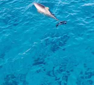 Delfin Tour Makadi Bay