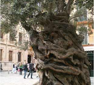 Ein sehr alter Olivenbaum