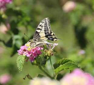 Die Schmetterlingsschlucht Red Butterfly ist nahe