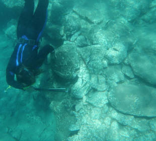 Bunte Fische in Tarajalejo / Fuerteventura