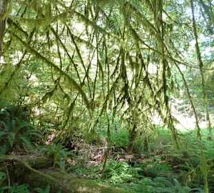 Cathedral Grove