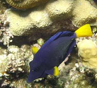 Blauer Segelflosser