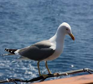 Athos Piraten Tour - "Holidays and more"