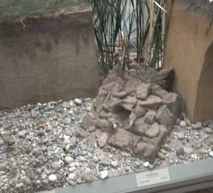 Staatliches Naturkunde Museum