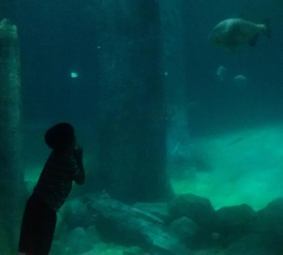 River Safari