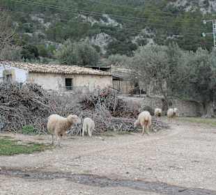 Lämmer in vollkommener Freiheit