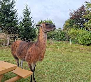 Alpakas in Sehmatal- Neudorf