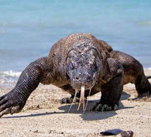 Komodo Dragon Island