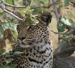 Leopard im Moremi Park