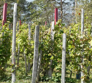 Ramsthal: am terroir f