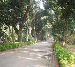 Ein Weg welcher mit Papayabäumchen gesäumt ist.