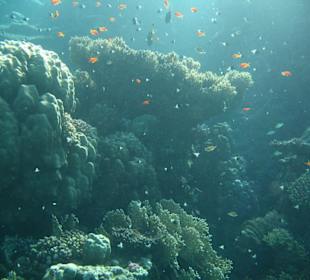Korallen - Riffkante