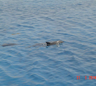 Delfine am ruhigen Riff