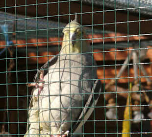 Kleintier-Zoo im Streichelzoo