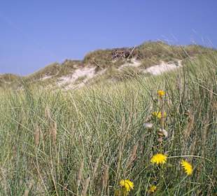 Dünen