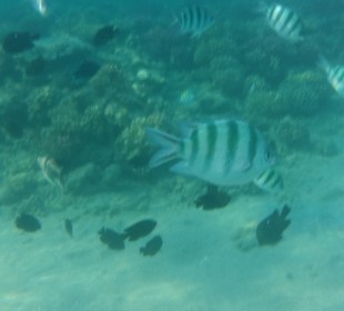 Schnorcheln Safaga