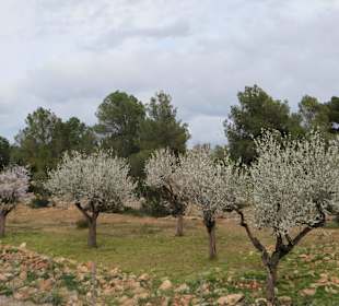 Blühende Mandelbäume