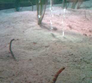 Unterschiedliche Fische