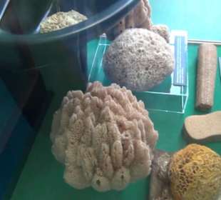 Meeresmuseum