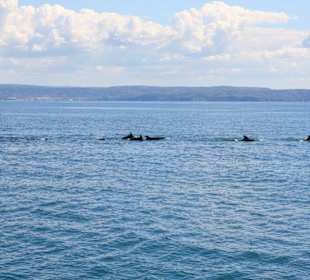 Delfini nel golfo di fronte al castello