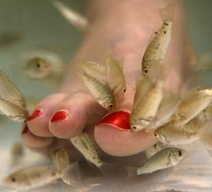 Fish pedicure
