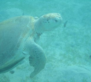 Schildi in der mubarak Bucht