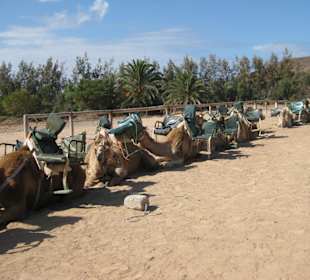 Kamelsafari
