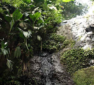 Martinique - Regenwaldwanderung