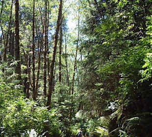 Parco nazionale Redwood