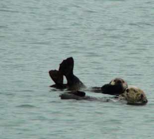 In der Resurrection Bay