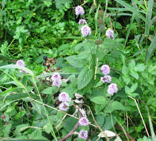 Cahergall Stone Fort