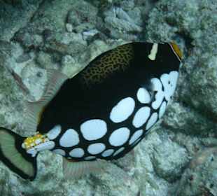 Leopardendrückerfisch des Hotel Madoogali