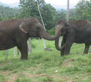Pinawela Elefantenwaisenhaus