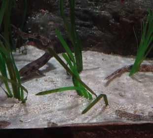 Sea Life